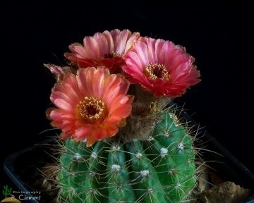 Notocactus ottonis var. vencluianus