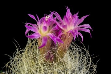 Neoporteria gerocephala