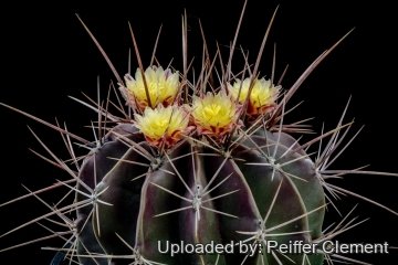 Ferocactus echidne