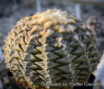 Ariocarpus fissuratus var. lloydii