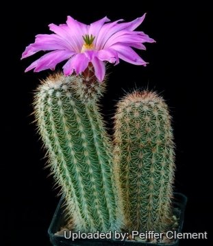Echinocereus sciurus subs. floresii