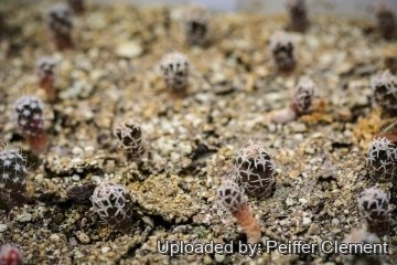 Pediocactus peeblesianus