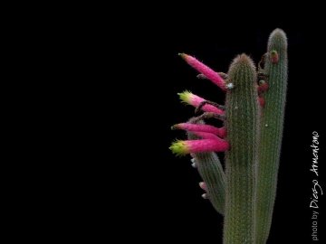 Cleistocactus ferrarii