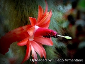 Cleistocactus winteri subs. colademononis