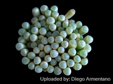 Fenestraria rhopalophylla