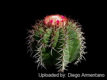 Melocactus matanzanus