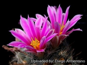 Mammillaria boolii