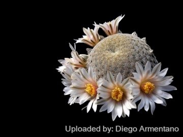 Mammillaria pectinifera