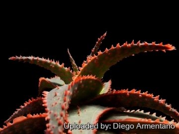 Aloe cv. Christmas Carol