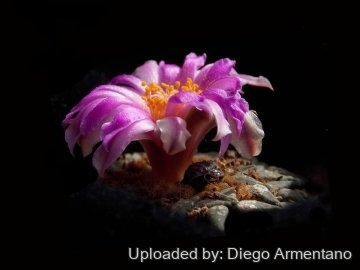 Ariocarpus kotschoubeyanus