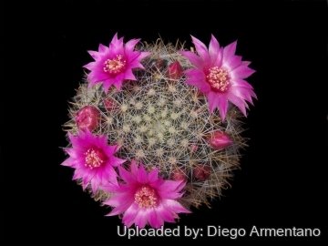 Mammillaria zeilmanniana