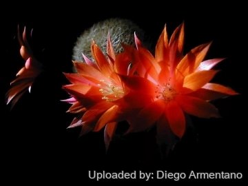 Rebutia hoffmannii