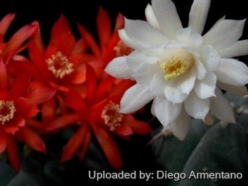 Matucana madisoniorum f. albiflora