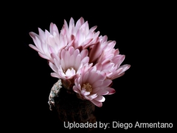 Gymnocalycium bruchii subs. pawlovskyi