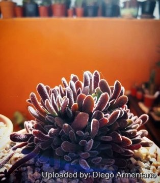 Crassula pubescens
