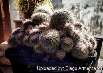 Parodia scopa