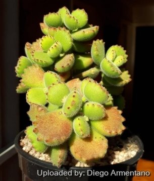 Cotyledon tomentosa