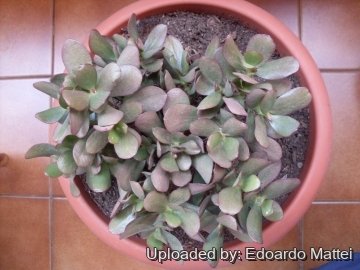 Crassula ovata