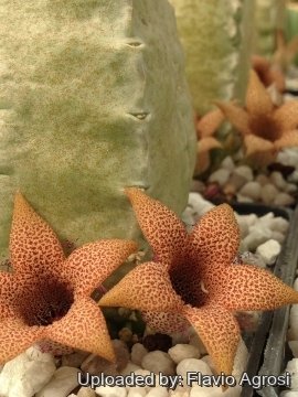Whitesloanea crassa