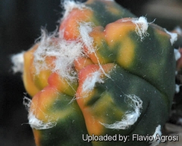 Astrophytum myriostigma cv. Kikko nudum Koh-yo