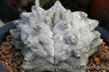 Astrophytum myriostigma cv. Onzuka Kikko