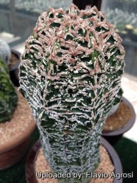 Astrophytum myriostigma cv. Hanakago