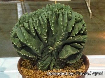 Astrophytum myriostigma cv. Kikko nudum f. cristata