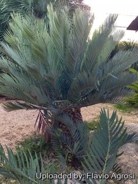 Encephalartos lehmannii