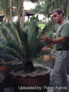 Encephalartos hirsutus