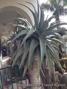 Aloe pillansii