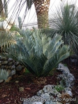 Encephalartos trispinosus