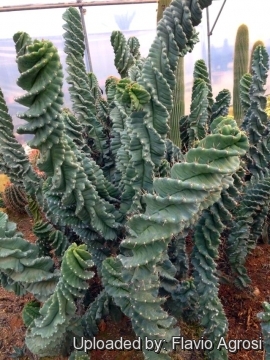 Cereus forbesii cv. Spiralis