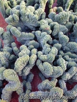 Echinopsis pachanoi f. cristata