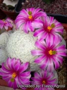 Mammillaria herrerae
