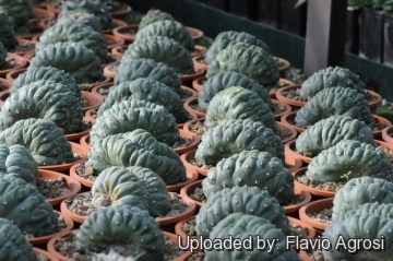 Lophophora williamsii var. cristata