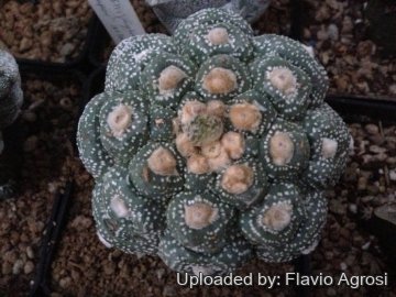 Astrophytum asterias cv. Gokuu-kabuto
