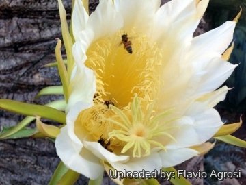 Hylocereus undatus