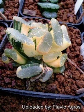 Haworthia truncata f. variegata