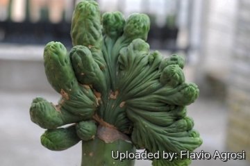 Echinopsis cv. Green Pepperoni Cactus f. cristata