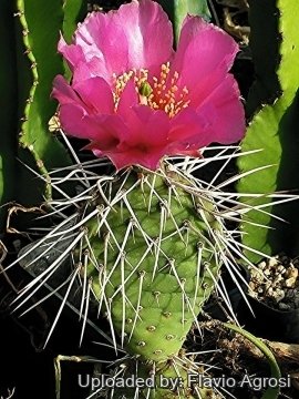 Opuntia polyacantha