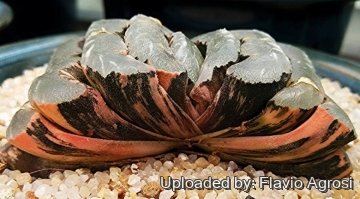 Haworthia truncata f. variegata
