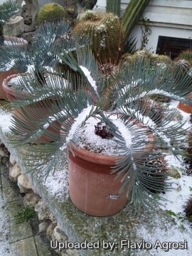 Cycas cairnsiana