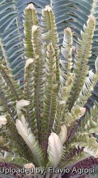 Encephalartos transvenosus