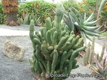 Echinopsis lageniformis f. monstruosa (Long joined type)