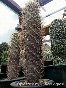 Astrophytum ornatum cv. Spiral