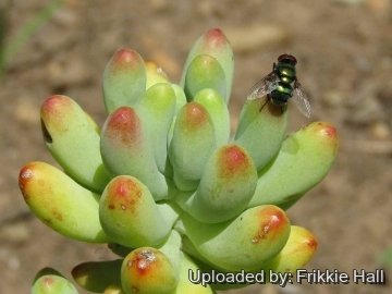 Sedum pachyphyllum