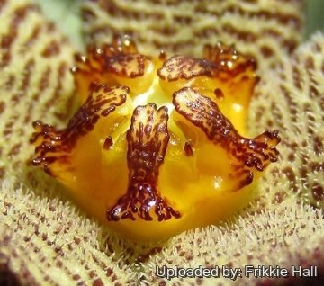 Piaranthus geminatus var. foetidus