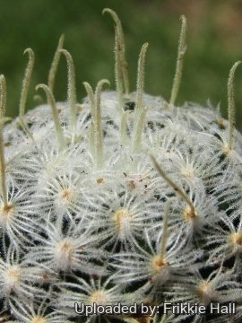 Mammillaria crinita subs. duwei