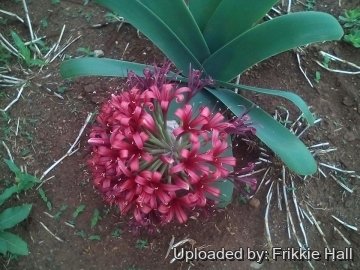 Ammocharis coranica
