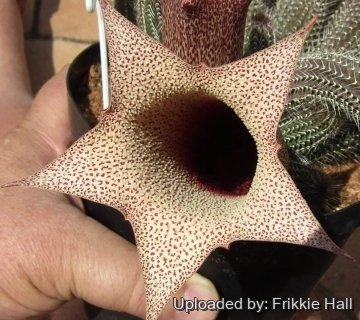 Tavaresia grandiflora